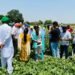 पंजाब एग्रीकल्चरल यूनिवर्सिटी की मस्कमेलन किस्म ‘पंजाब अमृत’ ने जीता किसानों का दिल