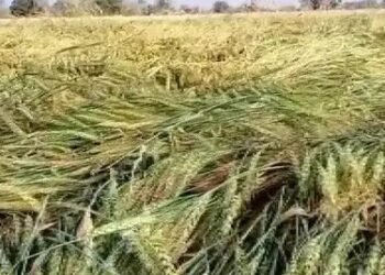 गुजरात किसानों को मिलेगा राहत पैकेज, राज्य सरकार ने की घोषणा