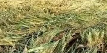 गुजरात किसानों को मिलेगा राहत पैकेज, राज्य सरकार ने की घोषणा