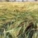 गुजरात किसानों को मिलेगा राहत पैकेज, राज्य सरकार ने की घोषणा