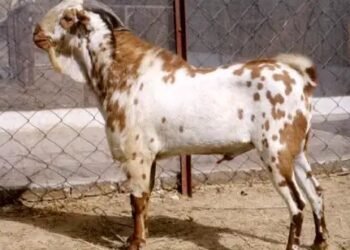 बकरीद पर इन बकरा मंडियों में पहले ही शुरु हो जाती है खरीदी, जानें क्या है खास?