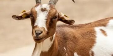 बकरी पालन के लिए सरकार दे रही लोन, जानें क्या है आवेदन प्रक्रिया?