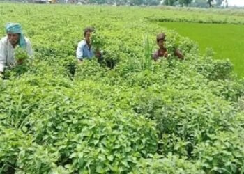 बिहार की सरकार अहरहर की खेती के लिए दे रही 3600 रुपये प्रति एकड़ सब्सिडी