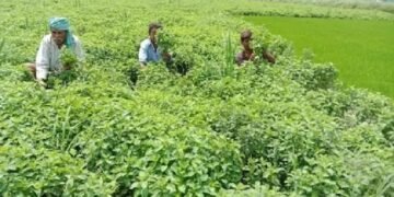 बिहार की सरकार अहरहर की खेती के लिए दे रही 3600 रुपये प्रति एकड़ सब्सिडी