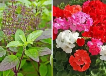 CSIR लखनऊ ने तैयार की तुलसी – जेरेनियम की नई वैरायटी, किसानों को ऐसे मिलेगा लाभ