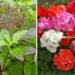 CSIR लखनऊ ने तैयार की तुलसी – जेरेनियम की नई वैरायटी, किसानों को ऐसे मिलेगा लाभ