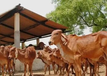 बिहार पशुपालकों नहीं करनी होगी बीमा करान की चिंता, सरकार देगी 75 फीसदी रकम, ऐसे उठाएं लाभ!