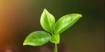 यूपीएल कॉर्टेवा के साथ कवकनाशी पोर्टफोलियो को मजबूत करेगा