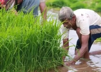 भारत में मानसून की बारिश चार साल में सर्वाधिक, कृषि अर्थव्यवस्था को बढ़ावा