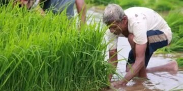 भारत में मानसून की बारिश चार साल में सर्वाधिक, कृषि अर्थव्यवस्था को बढ़ावा