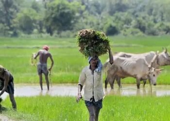 संकट में आए ओडिशा के किसान, नहीं मिल रहा फसल बीमा योजना का लाभ