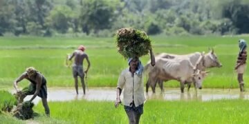 संकट में आए ओडिशा के किसान, नहीं मिल रहा फसल बीमा योजना का लाभ