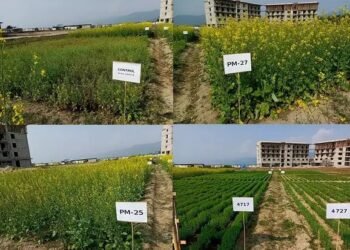असम की जलोढ़ मिट्टी में पूसा मसूर और सरसों की किस्मों का प्रदर्शन एवं मूल्यांकन