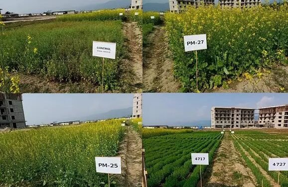 असम की जलोढ़ मिट्टी में पूसा मसूर और सरसों की किस्मों का प्रदर्शन एवं मूल्यांकन