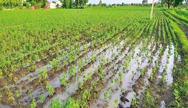 हरियाणा में आफत बना मॉनसून: हिसार-भिवानी के खेत बने तालाब, सैकड़ों एकड़ फसलें जलमग्न, किसान परेशान