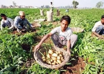 गजब की तकनीक, अब आलू के साथ कर सकेंगे मटर की खेती, इतने दिन में होगी फसल तैयार