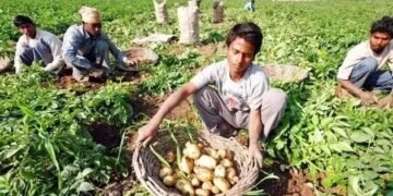गजब की तकनीक, अब आलू के साथ कर सकेंगे मटर की खेती, इतने दिन में होगी फसल तैयार