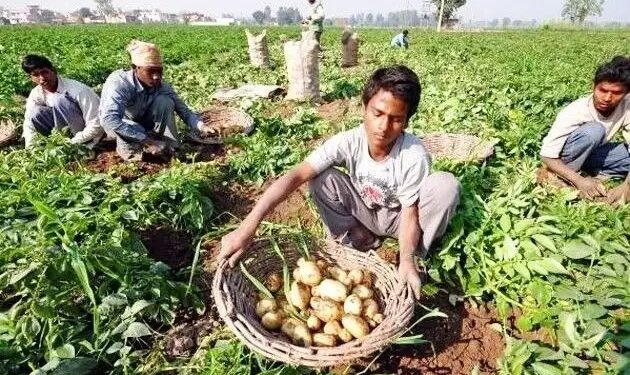 गजब की तकनीक, अब आलू के साथ कर सकेंगे मटर की खेती, इतने दिन में होगी फसल तैयार