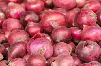 महाराष्ट्र में हुई प्याज की रिकॉर्ड बुवाई, रकबे में हुआ इजाफा!