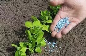 सरकार ने मार्च, 2025 तक यूरिया के आयात की अनुमति दी