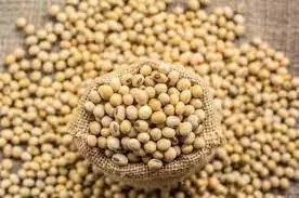 दिसंबर तिमाही में ऑयलमील निर्यात 16 प्रतिशत बढ़कर 12.20 लाख टन हो गया