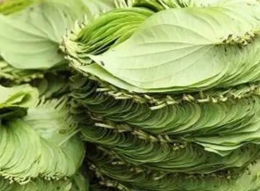 मगही और देसी पान पर सरकार दे रही 35000 रुपये तक की सब्सिडी, जानें क्या है खास और कैसे होगा आवेदन?