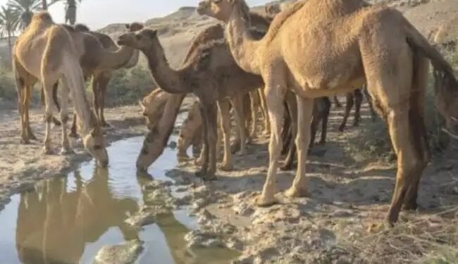 राष्ट्रीय पशुधन मिशन के तहत ऊंट और गधों को दी जा रही है आर्थिक सहायता, लद्दाख व राजस्थान में खास योजनाएं लागू