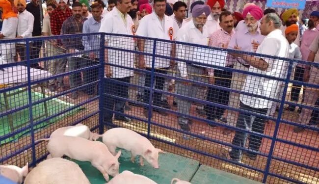 21-22 मार्च को GADVASU में लगेगा पशु मेला, बड़ी संख्या में पहुंचेंगे किसान