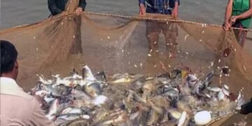 कैबिनेट ने मत्स्य पालन और एक्वाकल्चर इंफ्रास्ट्रक्चर डेवलपमेंट फंड को स्वीयकृति दी
