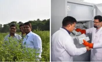 आईसीआरआईएसएटी और उसके सहयोगियों ने अरहर में बाँझपन मोज़ेक रोग प्रतिरोधकता के लिए नए जीन की खोज की