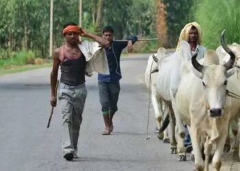 इस राज्य सरकार ने लागू किया पशुपालकों के लिए MSP कानून, कब से लागू होगी नई कीमतें?