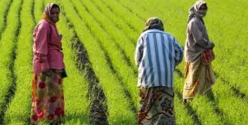 UP: किसानों के खाते में आएगी पीएम किसान की राशि, ऐसे चेक करें स्टेटस