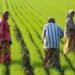 UP: किसानों के खाते में आएगी पीएम किसान की राशि, ऐसे चेक करें स्टेटस