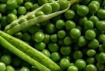 मटर की ये किस्म हो जाती है 60 दिनों में तैयार, जानें कितना होगा मुनाफा?