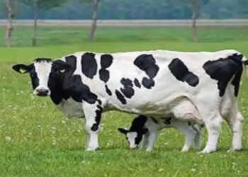 फ्रिजवाल गाय की नस्ल देगी मुनाफा, जानें क्या है खास?