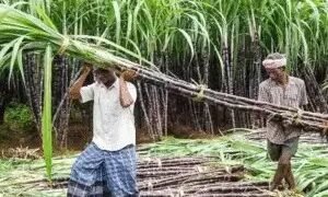 यूपी सरकार ने गन्ने की कीमतें 20 रुपये प्रति क्विंटल बढ़ाईं