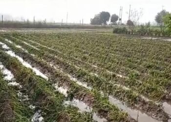 हरियाणा के कई जिलों में ओले गिरने से फसलों को नुकसान, किसानों ने उठाई मुआवजे की मांग