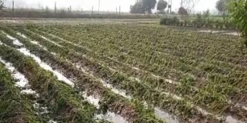 हरियाणा के कई जिलों में ओले गिरने से फसलों को नुकसान, किसानों ने उठाई मुआवजे की मांग