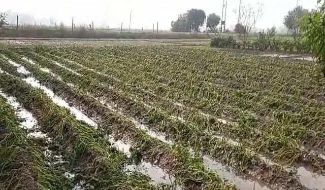 हरियाणा के कई जिलों में ओले गिरने से फसलों को नुकसान, किसानों ने उठाई मुआवजे की मांग