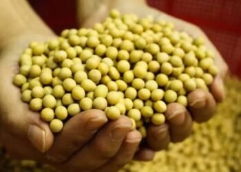खेती का स्मार्ट विकल्प बनी सोयाबीन: जानिए क्यों हो रही है देशभर में इसकी डिमांड