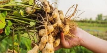 क्या लेटराइटि,क मिट्टी में मूंगफली की फसल लेने से फसल सघनता में वृद्धि होती है !