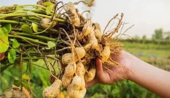 क्या लेटराइटि,क मिट्टी में मूंगफली की फसल लेने से फसल सघनता में वृद्धि होती है !