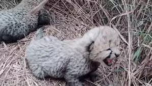 अच्छी खबर! नामीबियाई चीता आशा ने तीन शावकों को जन्म दिया