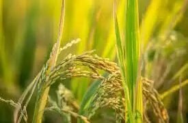 पंजाब और हरियाणा में धान की खरीद 39 प्रतिशत घटी