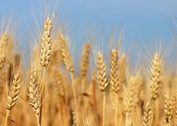 MSP पर गेहूं की खरीद कल से शुरु, जल्द कराएं रजिस्ट्रेशन!