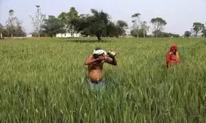 खुले बाजार में बिक्री से खाद्य सब्सिडी को 20,000 करोड़ रुपये कम करने में मदद मिली