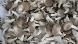 मशरूम की खेती से होगा बंपर मुनाफा, लेकिन इन बातों का रखें ध्यान!