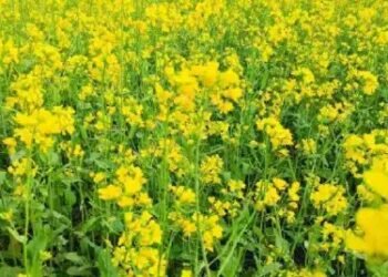 राजस्थान में रबी सीजन की बुवाई धीमी, जानें डिटेल!