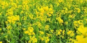 राजस्थान में रबी सीजन की बुवाई धीमी, जानें डिटेल!