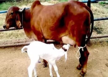 केंद्रीय मंत्रीमंडल ने पशुधन मिशन में अतिरिक्त कार्य शामिल करने की मंजूरी दी